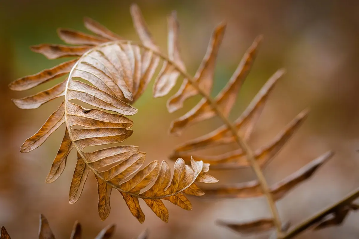 7 Common Fern Mistakes That Cause Brown Leaves