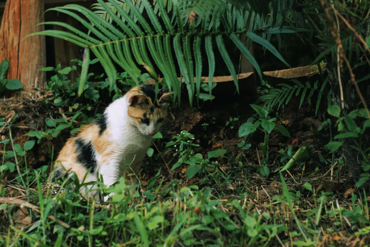 Are Ferns Toxic to Cats and Dogs? A UK Pet-Safety Explainer