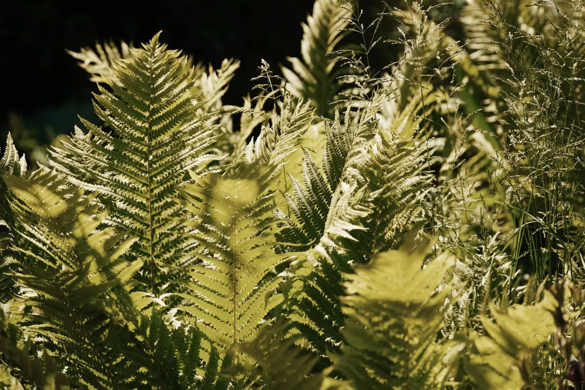 Best Ferns for Shady British Gardens: Dry Shade vs Damp Shade
