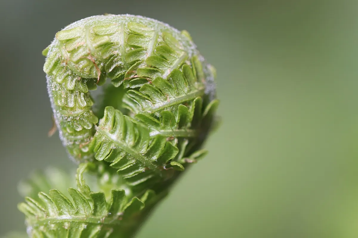 Choosing Your First Indoor Fern: A Beginner's Guide