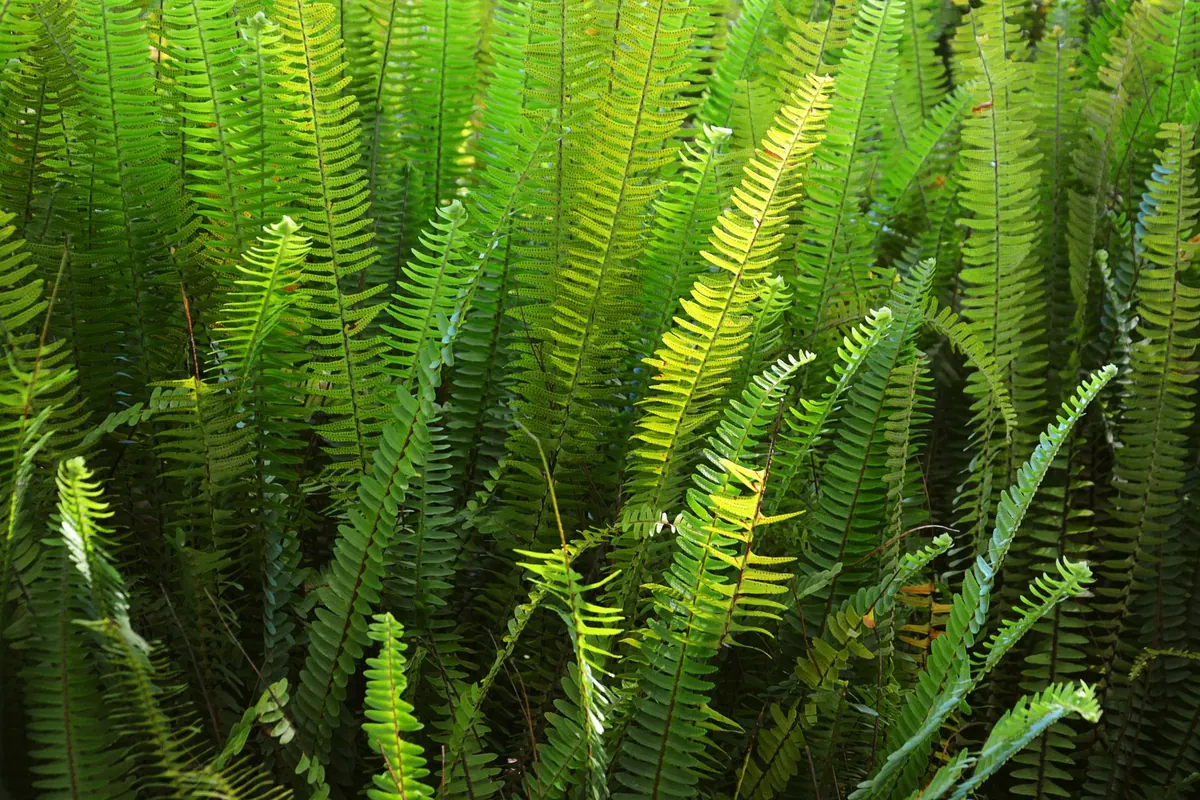 Common Fern Pests in the UK: How to Spot and Treat Them Early