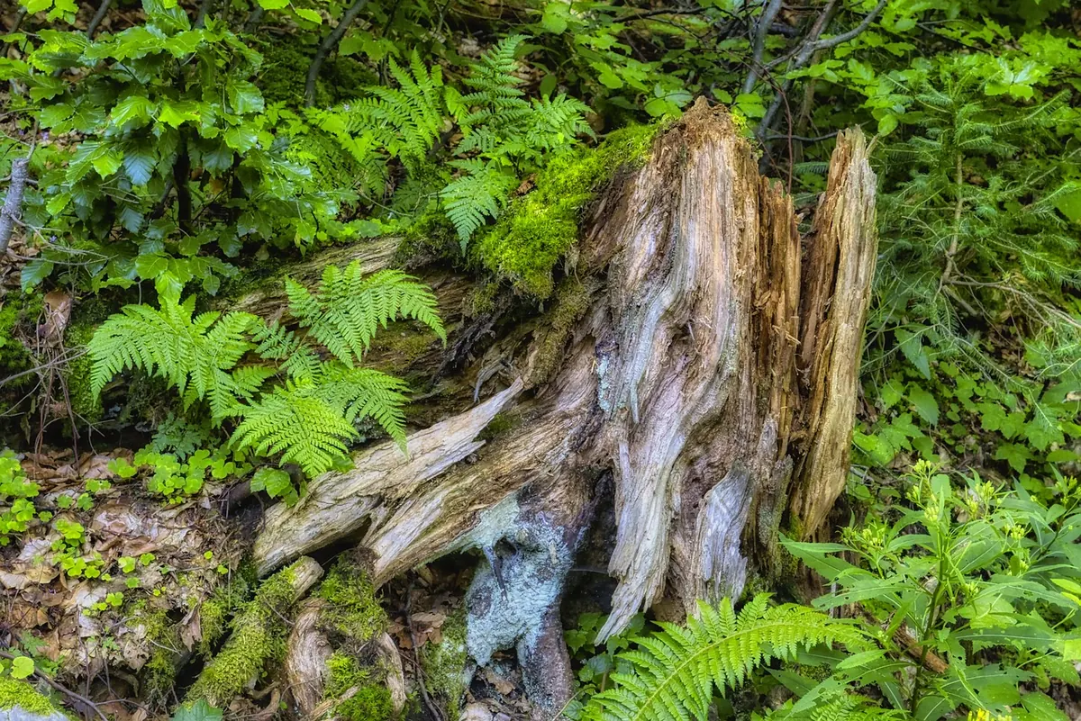 Dividing Ferns: When and How to Split Overgrown Clumps
