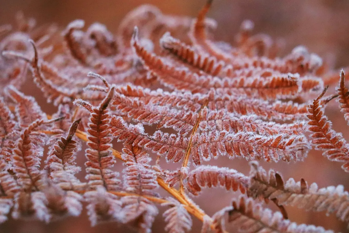 Fern Care in Winter: A UK Checklist for Light, Heat and Humidity
