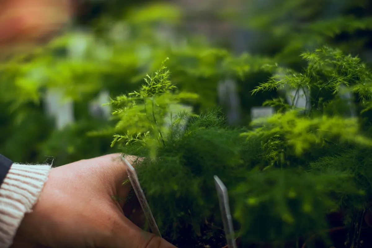 How to Plant a Fern in the Ground: Step-by-Step for UK Gardens