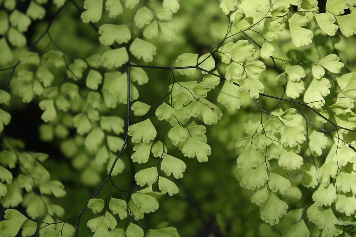 How to Water Indoor Ferns Without Overwatering: A UK Guide