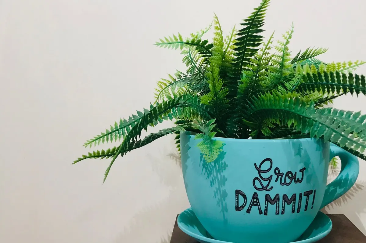 Planting Ferns in Pots: Drainage, Compost and Aftercare