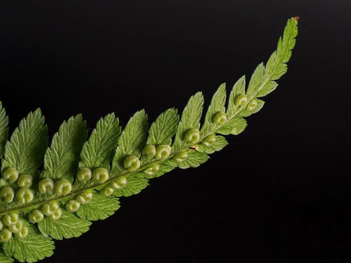 Why Your Fern Has Crispy Leaf Tips and How to Fix It